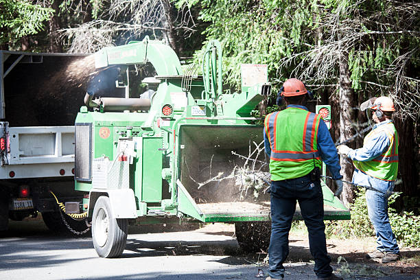 Hodgenville, KY Tree Care Company